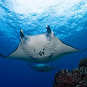 Night snorkeling trip to see manta rays