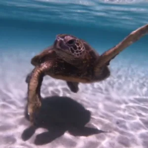 Snorkelers exploring coral reefs with Hawaiian honu turtles