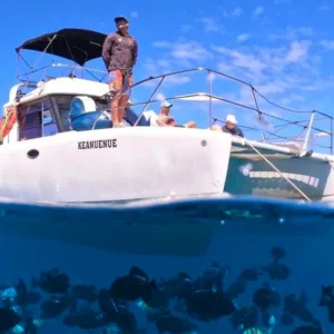 Snorkelers swimming with sea turtles during a semi-private catamaran cruise