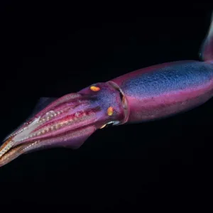 Private charter boat floating on clear ocean waters