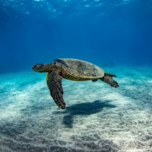 Snorkelers exploring vibrant Turtle Reef in afternoon