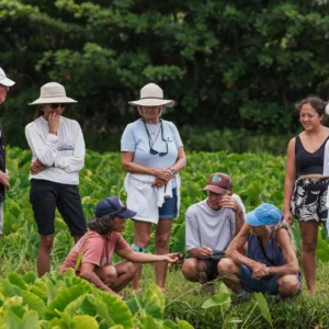 View of lush Ahupuaʻa food systems and waterways