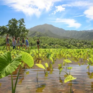 Early morning in Ahupuaʻa with flowing waterways