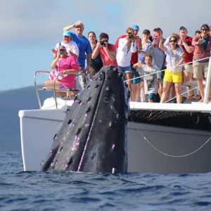 Morning whale watching cruise off Maui’s coast