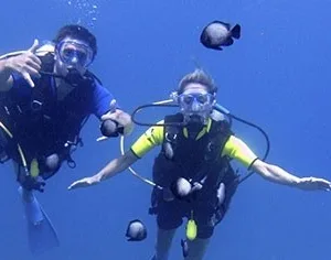 Certified divers exploring shore dive with manta rays nearby