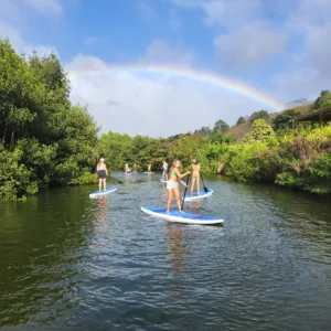 Kayakers paddling through Waikiki waters near turtles