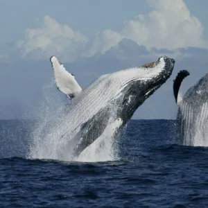Guided whale watching tour off the Kona coast