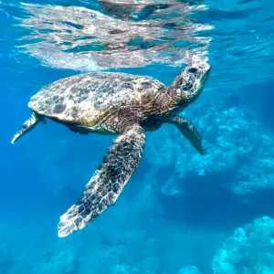 Snorkeling and picnic tour along Maui’s coastline
