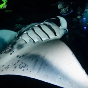 Sunset snorkel with manta rays near Kona town coastline