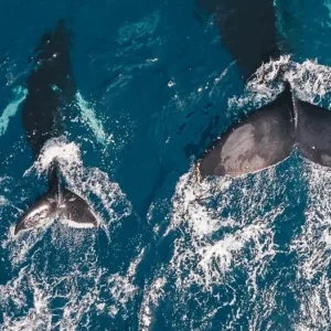 Small group watching whales near Waikiki shore