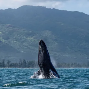 Seasonal whale watching tour boat on clear ocean