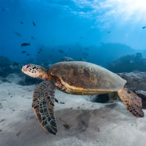 Scuba diver swimming alongside green sea turtles near shore