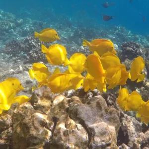 Adventure seekers snorkeling in clear Kona afternoon waters
