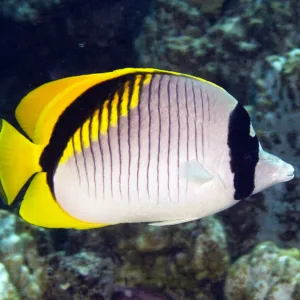 Scuba diver identifying fish species underwater near Kona