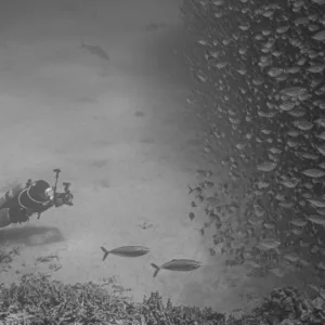 Underwater photographer capturing marine life during dive