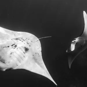Nighttime snorkelers observing manta rays glowing underwater
