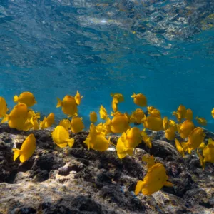 Private snorkeling tour in Kealakekua Bay with dolphins nearby