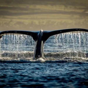 Photographer capturing whales breaching during private tour
