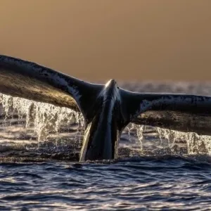 Whale breaching near snorkeling expedition boat in ocean