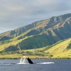 Private whale watching and snorkeling charter in Maui