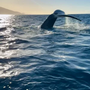 Early morning whale watching tour at sunrise