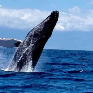 Midday whale watching tour with stunning ocean views