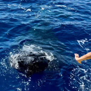 Afternoon whale watching tour with expert guidance