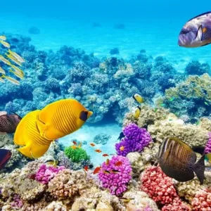 Wildlife and reef snorkeling adventure at Pawai Reef