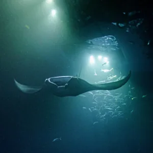 Snorkelers swimming near manta rays under night-lit ocean water