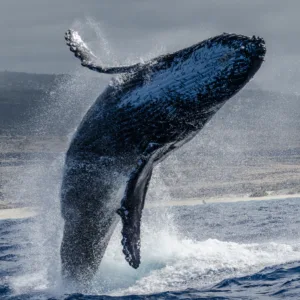 Whale breaching during whale watch and manta ray snorkel