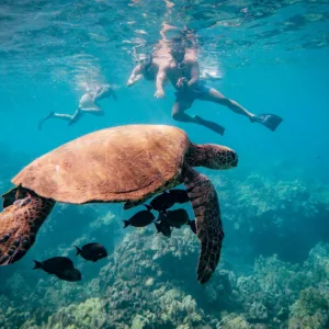 Beginner-friendly snorkeling at Mala Wharf with turtle sightings