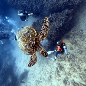 PADI open water scuba diving referral course overview