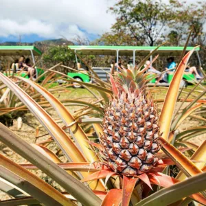 Tropical Express train passing through lush Hawaiian landscape