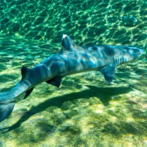 Snorkeler swimming near sharks in protected ocean area