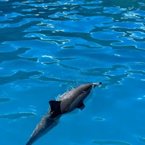Morning boat tour along Kauai’s stunning Na Pali Coast
