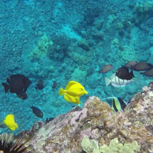 Snorkelers exploring vibrant coral near Captain Cook Monument