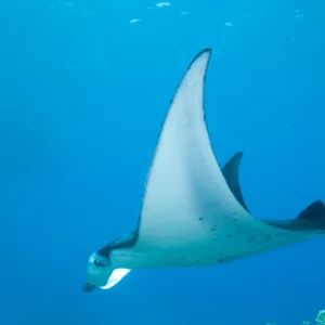 Night snorkelers illuminated by underwater lights near Kona