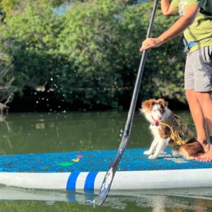 Dog learning to paddleboard during SUPDog lessons