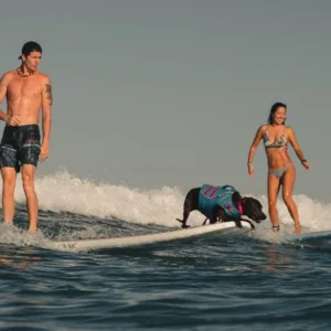 Exciting dog surfing session on Waikiki’s gentle waves
