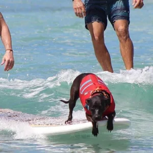 Beginner surfing lessons on Oahu’s best beaches
