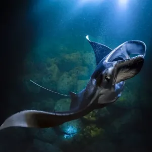 Night snorkel tour to see manta rays in Keauhou Kona