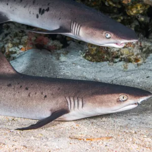 Snorkeler swimming near reef sharks in clear waters