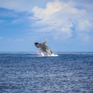 Whale watchers observing humpback whales from a deluxe cruise