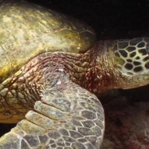 Scuba diver preparing for two tank dusk and night dive
