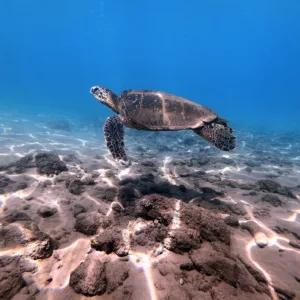 Three-hour snorkeling tour exploring Maui’s coastal waters