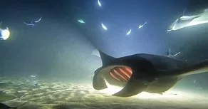 Night dive experience observing manta rays up close