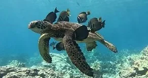 Sunrise scuba diving exploring vibrant coral reefs at dawn