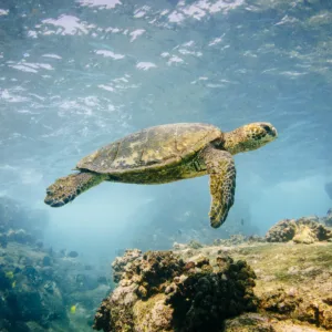 Scuba divers preparing for two tank morning dive