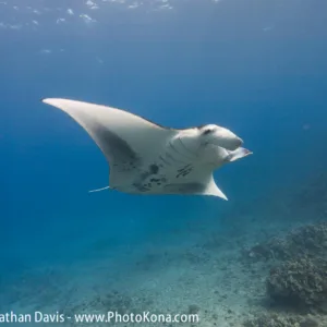 Diver swimming near glowing manta rays at twilight
