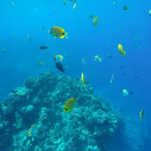 Small group snorkeling charter exploring vibrant ocean life